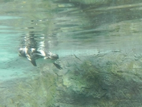 旭山動物園ペンギン