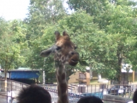 旭山動物園キリン