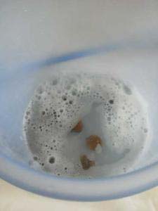 バケツに「洗濯木の実」を水ごと投入