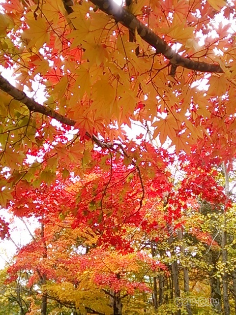 北海道 紅葉