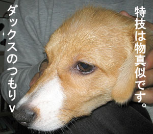 足の長さも似ています
