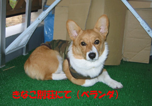 後ろのダンボールが悲しい