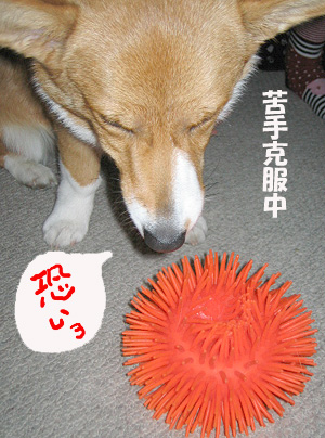 恐るべしウニボール