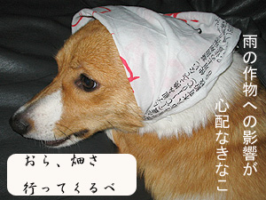 今朝、大雨だったよね