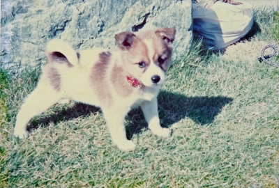 jijo