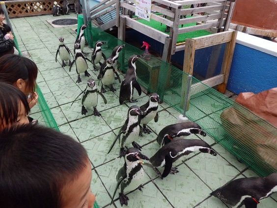 南知多ペンギンの散歩.jpg