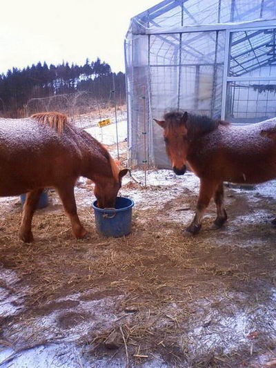 2011Jan 農場馬.jpg