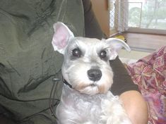 mimi