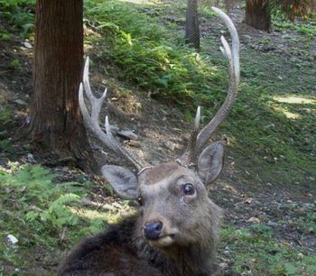 sika