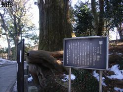 takosugi