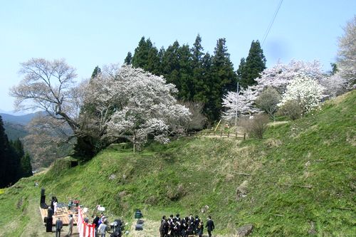 1000nen_sakura