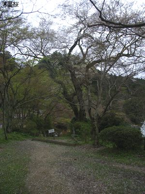 hakuboa
