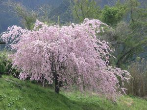 fuyuno_sakura