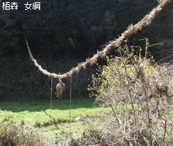 女綱