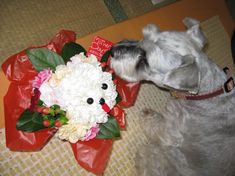 mimi&flower