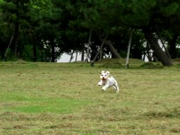 dogrun