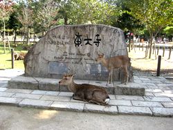 shika