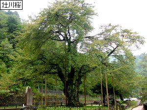 sokawa_zakura