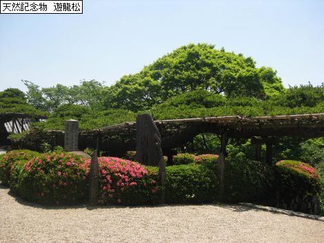 善峯 遊龍松