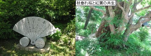 善峯 桜と紅葉