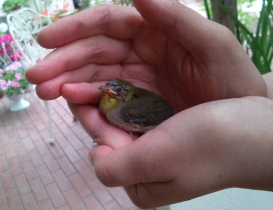 落ちた…!