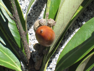 マテバシイ