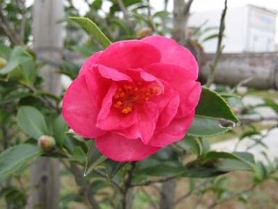 サザンカの花