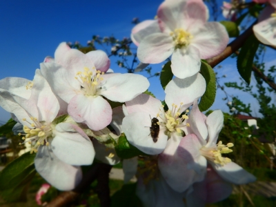 リンゴの花