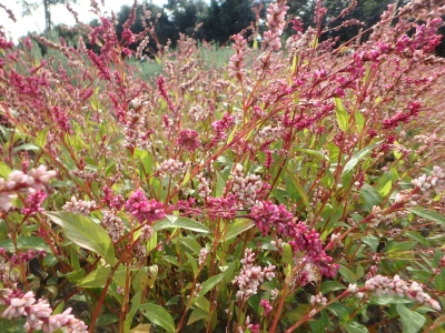 アイの花 ソバの花 園内ブログ あいち健康の森 薬草園