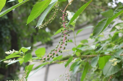 ヨウシュヤマゴボウ(学名Phytolacca americana)。ヤマゴボウ科の多年草