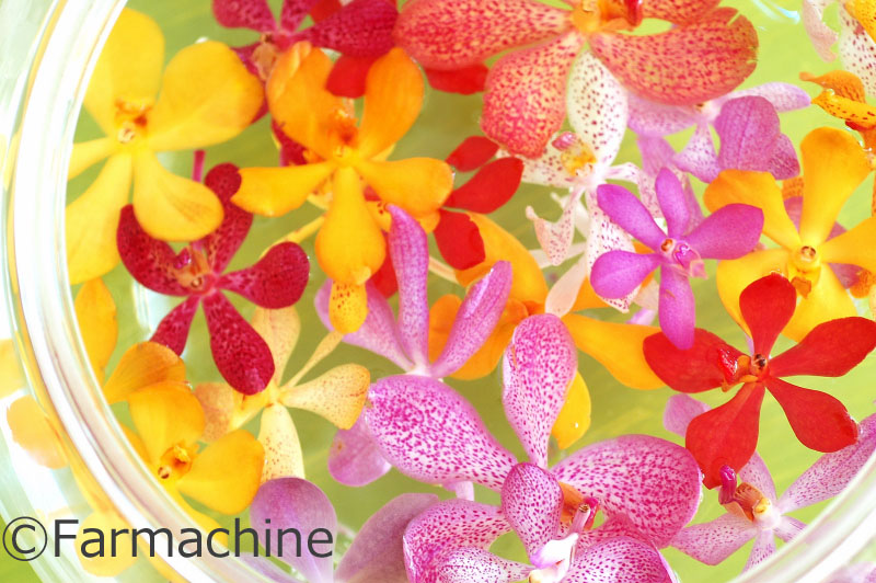 モカラ アランダの世界 Atrium Flower Produce S Blog