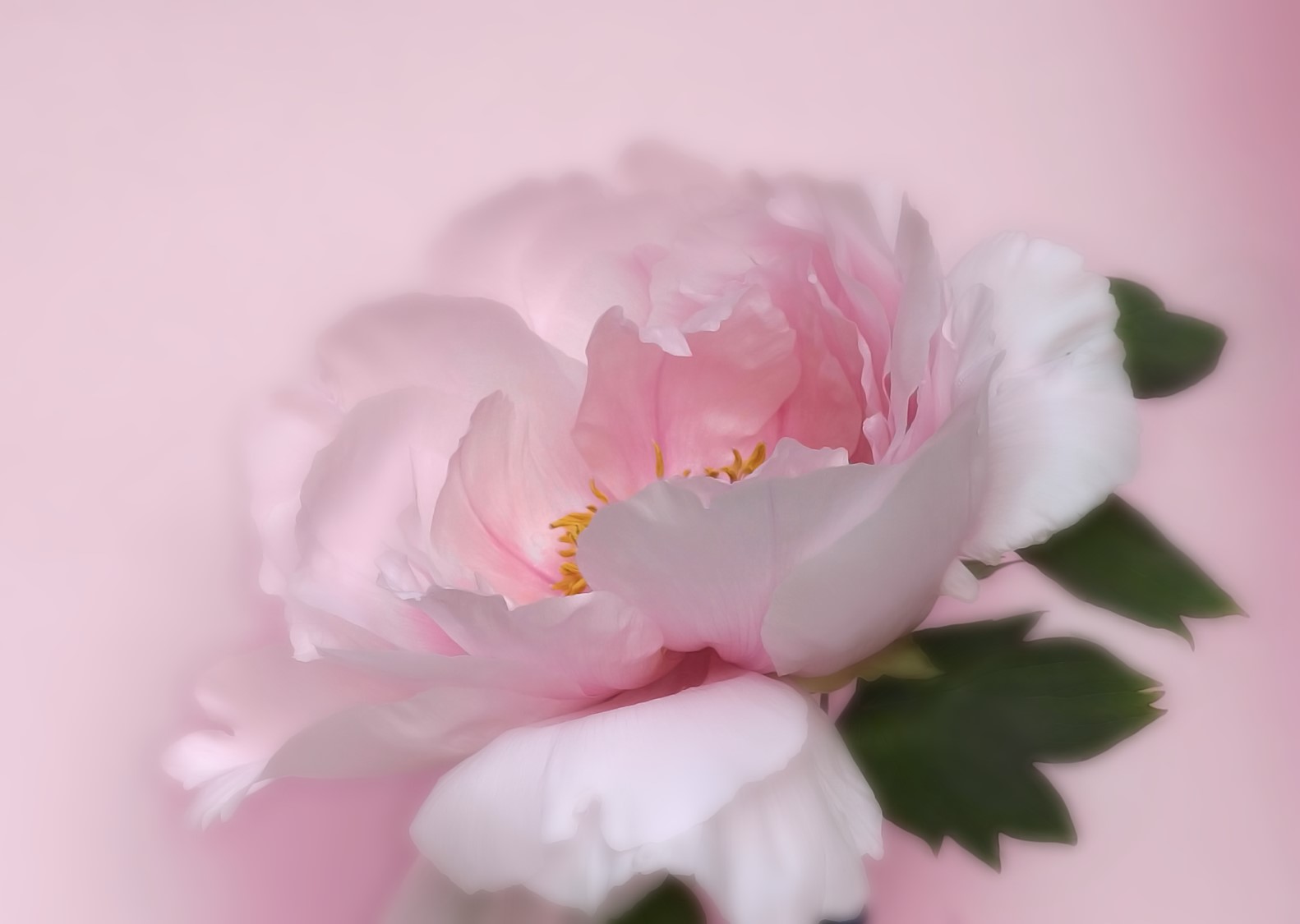 牡丹