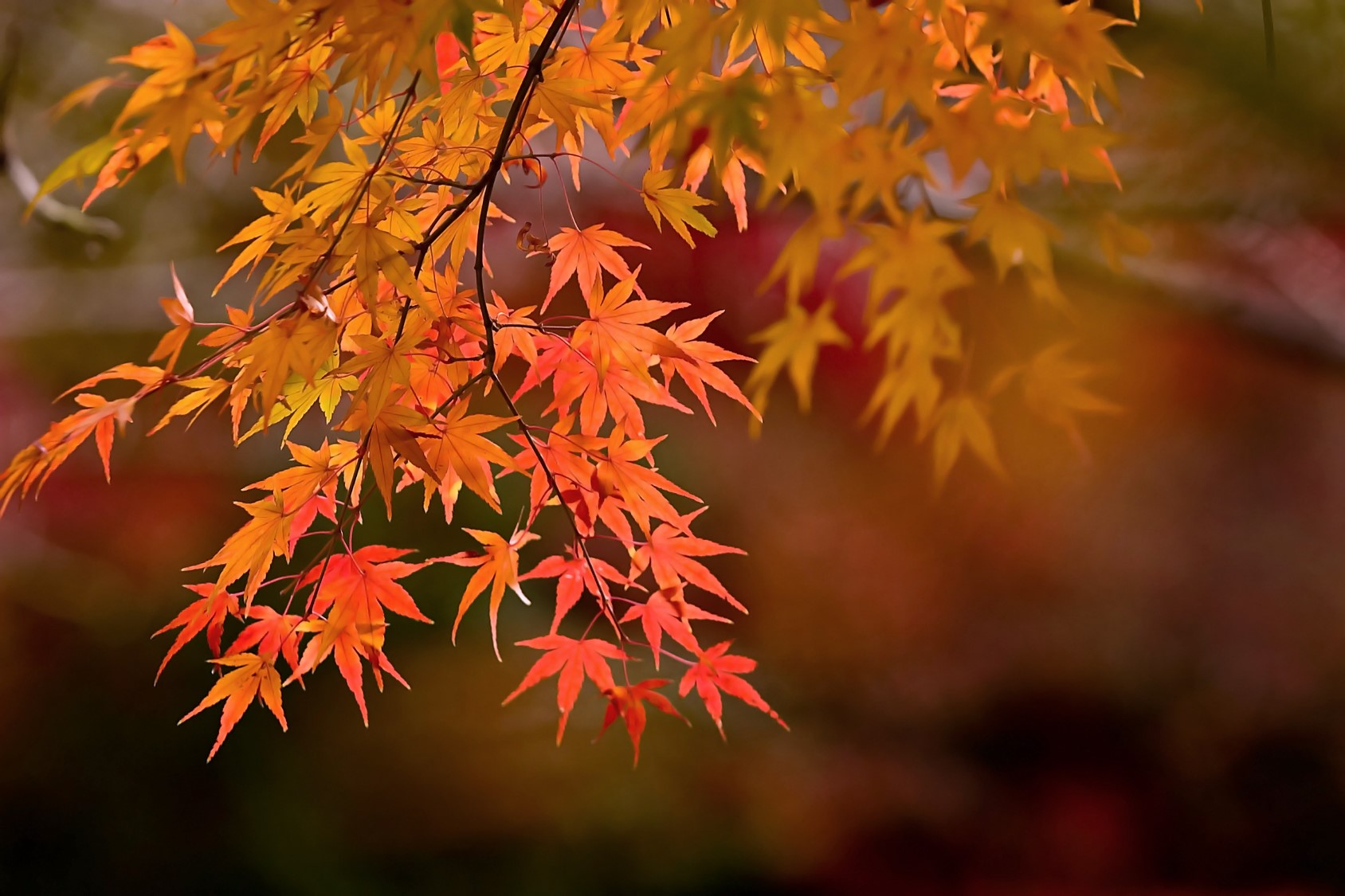 紅葉