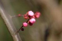 ume