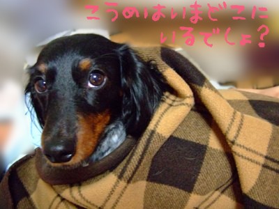 問題でし!小梅はどこにいるのでちょう?