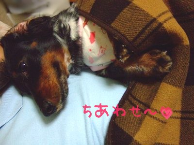 ちあわちぇ
