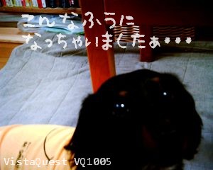 ほんとだぁ。