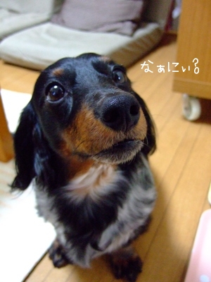 なんでしか?