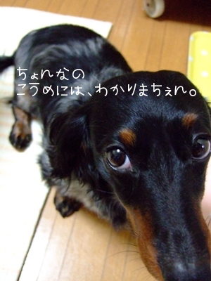 わっかりまちぇん。