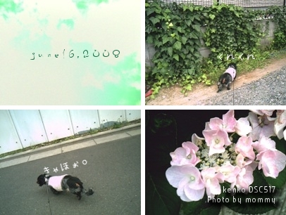 今日のおさんぽ。(6/16)