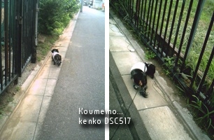 お散歩・・・
