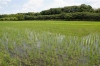 見沼田んぼ加田屋新田