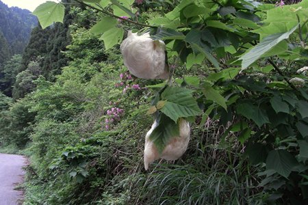 モリアオガエルの卵