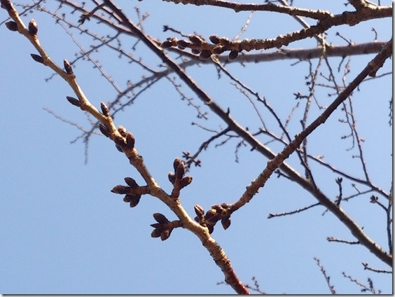 DSC_0176 DSC_0176