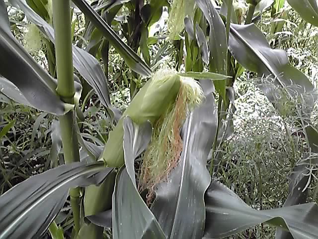 10-07-30_002.jpg