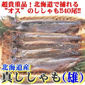 【超レア】北海道で捕れる貴重なオスししゃも 40尾