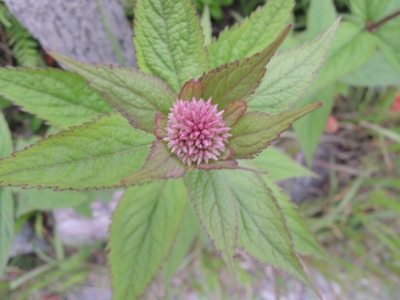 DSCN2842.JPG