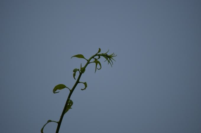 DSC_0329.JPG