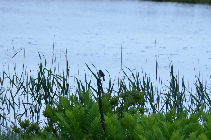 DSC_0342.JPG