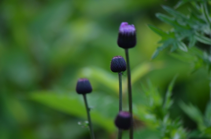DSC_0355.JPG